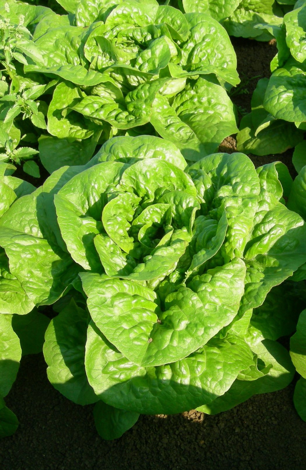 LATTUGA MORTARELLA 2000 SEMI - Foto 2